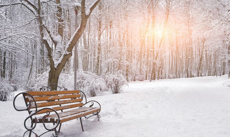 benches-in-snow-covered-woods